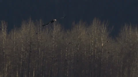 Bald Eagle Flying over Autumn Chilkat River slowmo pt 2 Video stock 34807724
