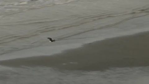 Bald Eagle flying over beach Stock Footage 79330542