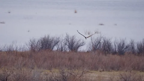 Bald Eagle flying over the brush on the Utah Lake shoreline Stock Footage 327627985
