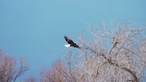 Bald Eagle flying over the brush on Utah Lake Stock Footage 329790941