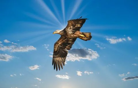 Bald Eagle Flying Over clouds with sunrays Stock Photos