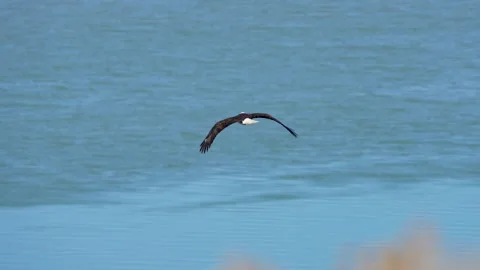 Bald Eagle flying over the colorful water of Utah Lake Stock Footage 329798070