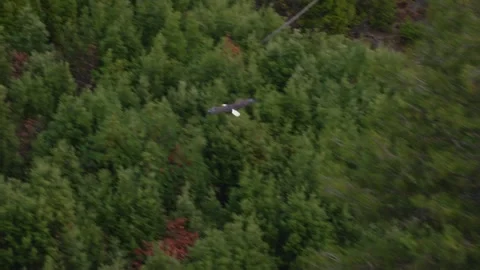 Bald Eagle Flying Over Forest Stock Footage 332539081