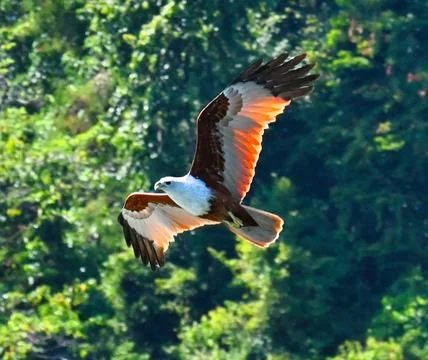 Bald eagle flying over green trees in a forest during daylight. Langkawi in.. Stock Photos