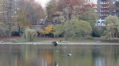 Bald Eagle Flying over Lake in Stanley Park, Vancouver Vídeo Stock 119707445
