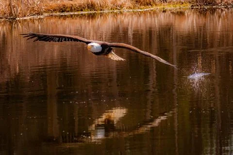 Bald Eagle flying over pond Stock Photos