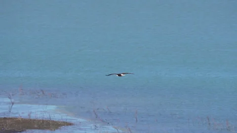 Bald Eagle flying over the shoreline of Utah Lake Stock Footage 329798462