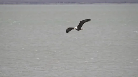 Bald Eagle Slow Motion Stock Footage Royalty Free Stock Videos Pond5
