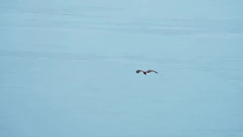 Bald Eagle flying over Utah Lake towards the shore Stock Footage 329791540
