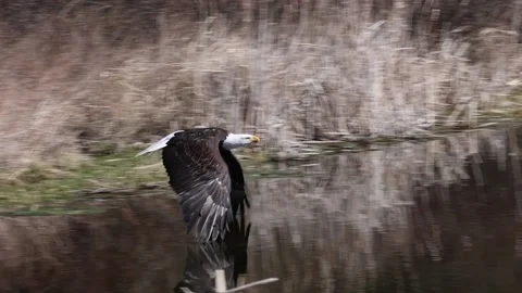 Bald Eagle Flying Over Water Splashes Stock Footage 181673332
