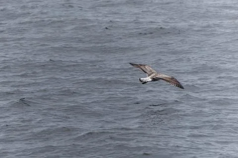 Bald eagle flying over the water at watching Cape Breton Island National Park Stock Photos