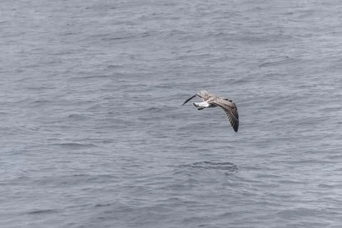 Bald eagle flying over the water at watching Cape Breton Island National Park Stock Photos