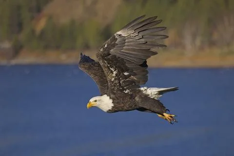Bald eagle flying over the water. Stock Photos