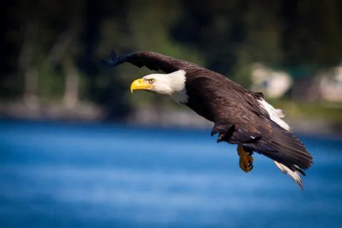 Bald Eagle flying Foto stock