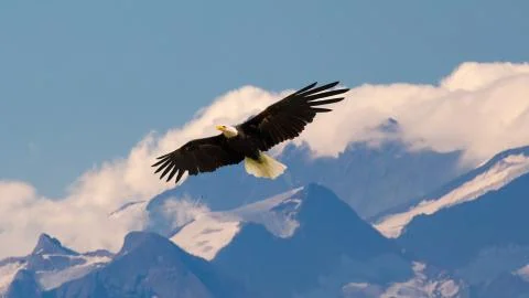 Bald eagle flying Stock Photos