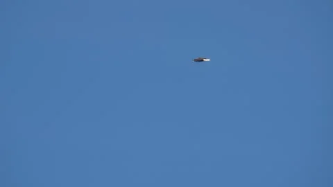 Bald eagle flying in the sky, hunting 库存影片 319811826