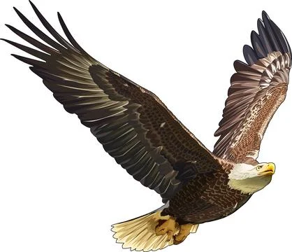 Bald Eagle flying in the sky Stock Illustration