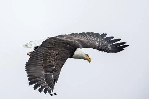 Bald eagle flying up in the sky. Stock Photos
