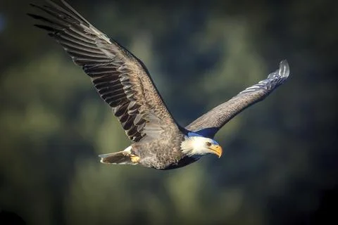 Bald eagle flying in the sky. Stock Photos