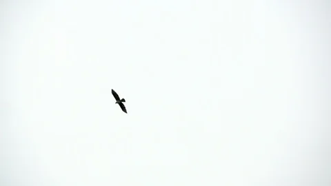 Bald Eagle flying in slow motion against sky. Stock Footage 121106400