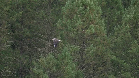 Bald Eagle flying in slow motion through the forest in Idaho Stock Footage 284505480