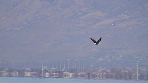 Bald Eagle flying in slow motion over Utah Lake Stock Footage 327625865