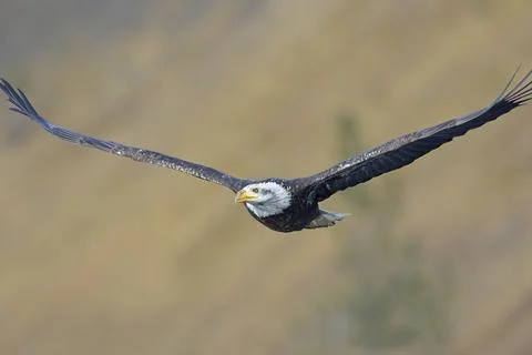 Bald eagle flying with spread wings. Stock Photos