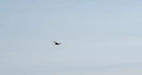 Bald eagle flying in a sunny day, in Juneau, Alaska. Stock Footage 334615265