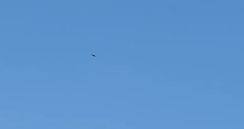 Bald eagle flying in a sunny day, Alaska. Stock Footage 334617380
