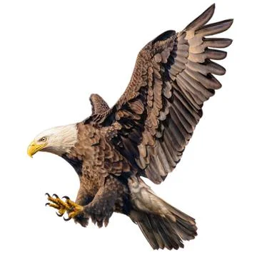 Bald eagle flying swoop attack hand draw and paint color on white background. Stock Illustration