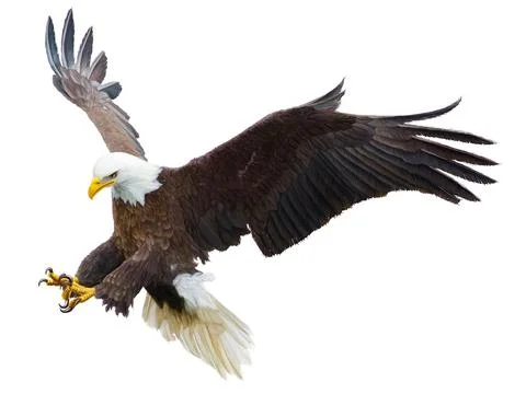 Bald eagle flying swoop attack hand draw and paint color on white background Stock Illustration
