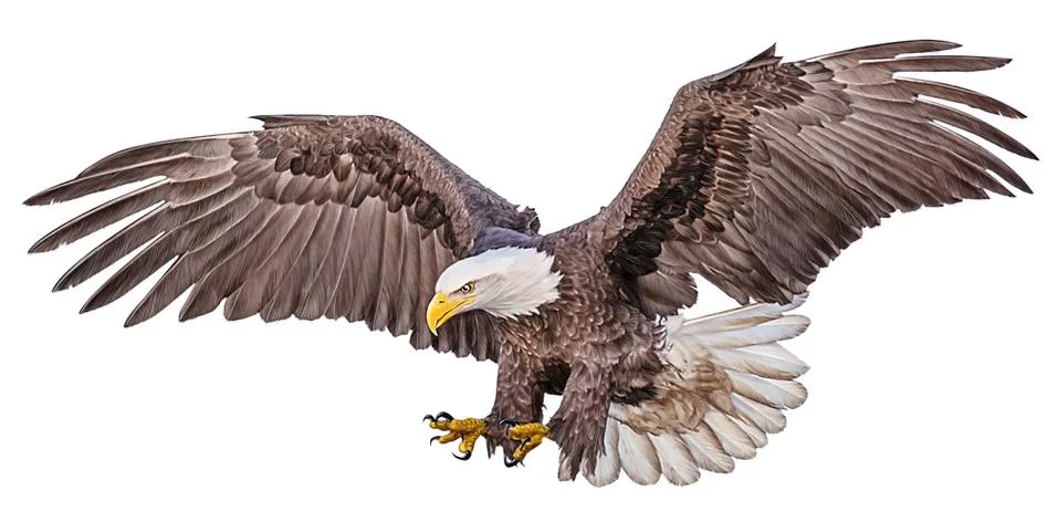 Bald eagle flying swoop hand draw and paint color on white background Stock Illustration