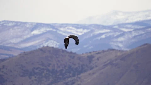 Bald Eagle flying through the layered landscape in Utah Stock Footage 329133464