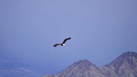 Bald Eagle flying through mountain landscape in Utah Stock Footage 329133989