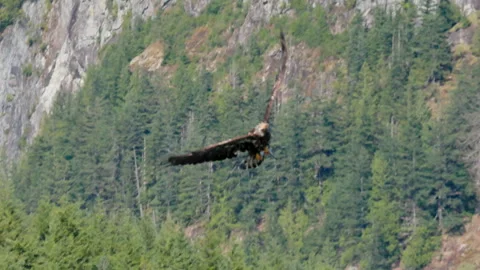 Bald Eagle Flying Through Mountain Valley With Freshly Caught Fish 库存影片 348183701