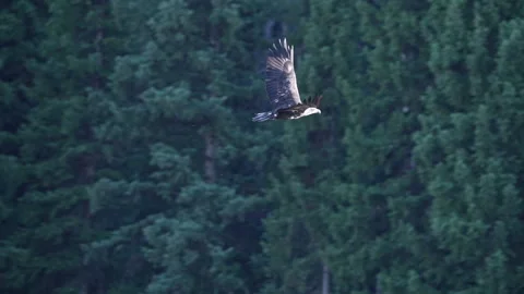 Bald Eagle flying through pine tree forest in Wyoming Stock-Footage 252788469