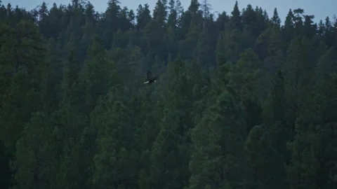 A bald eagle flying through a pine forest Stock Footage 346008628