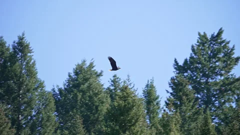 Bald Eagle flying through the sky in slow motion over pine trees Stock Footage 251489127