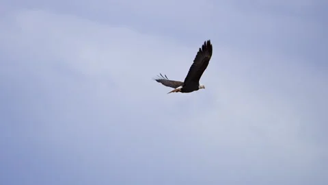 Bald Eagle flying through the sky in slow motion Stock Footage 329133837