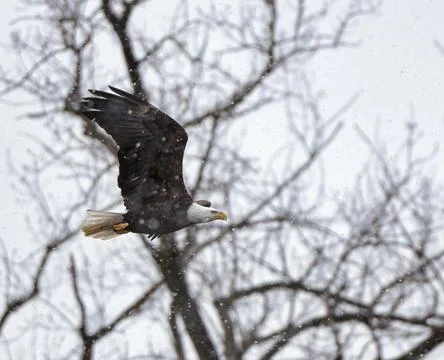 Bald Eagle Flying Through Snow Stock Photos
