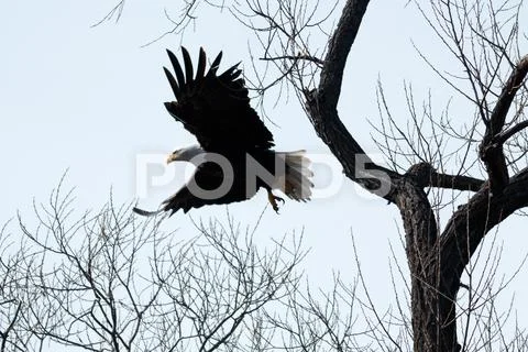 Bald eagle flying through the trees Stock Photos