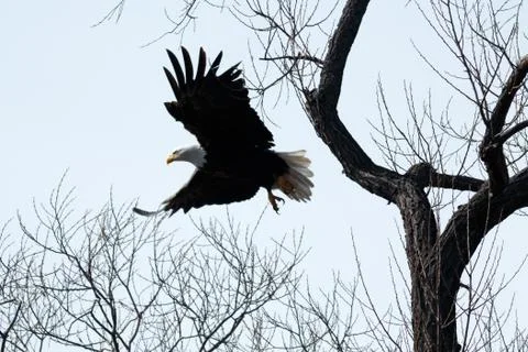 Bald eagle flying through the trees Stock Photos