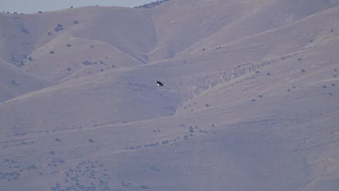 Bald Eagle flying through Utah Valley with Lake Mountain in the background Stock Footage 327625006