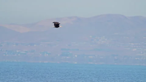 Bald Eagle flying through Utah valley in slow motion Stock Footage 327627313