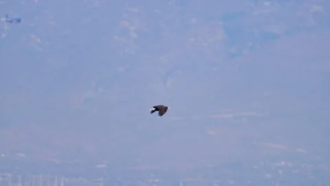 Bald Eagle flying through Utah valley  on smoggy day Stock Footage 327627427