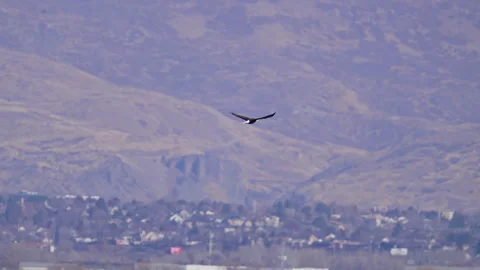 Bald Eagle flying through Utah valley  looking toward Provo Stock Footage 327627635