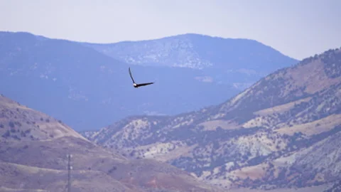 Bald Eagle flying through the Utah desert mountain landscape Stock Footage 329134593