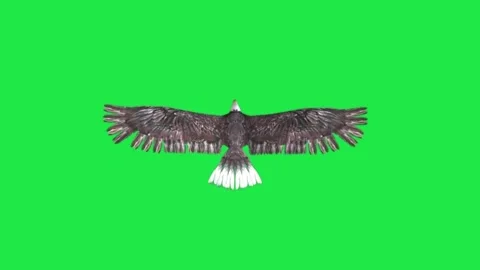 Bald Eagle Flying Top View 3D Render Loop Animation Green Screen Background Video stock 303383928