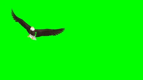 Bald Eagle - Flying Transition - 04 - Green Screen Stock Footage 89885686