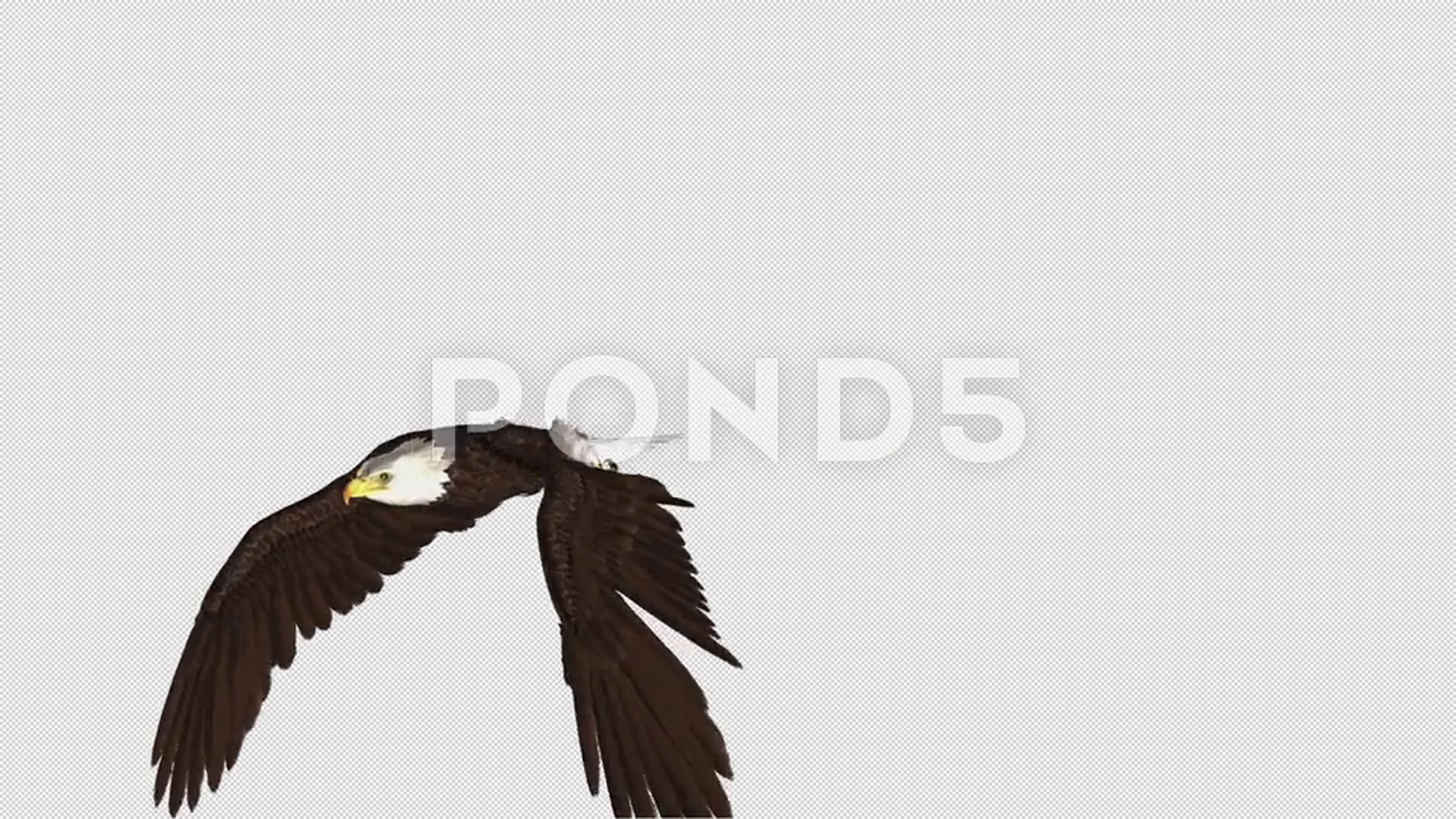Funny Eagles Gif 02 - 2u62kok